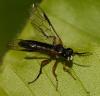 Tenthredo rubricoxis
